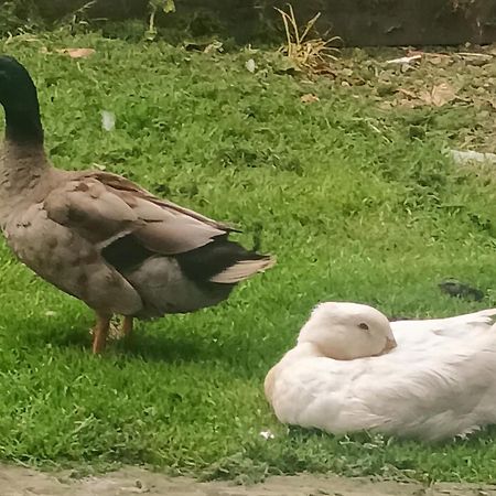 Birdhill Farmhouse Tipperary Ngoại thất bức ảnh